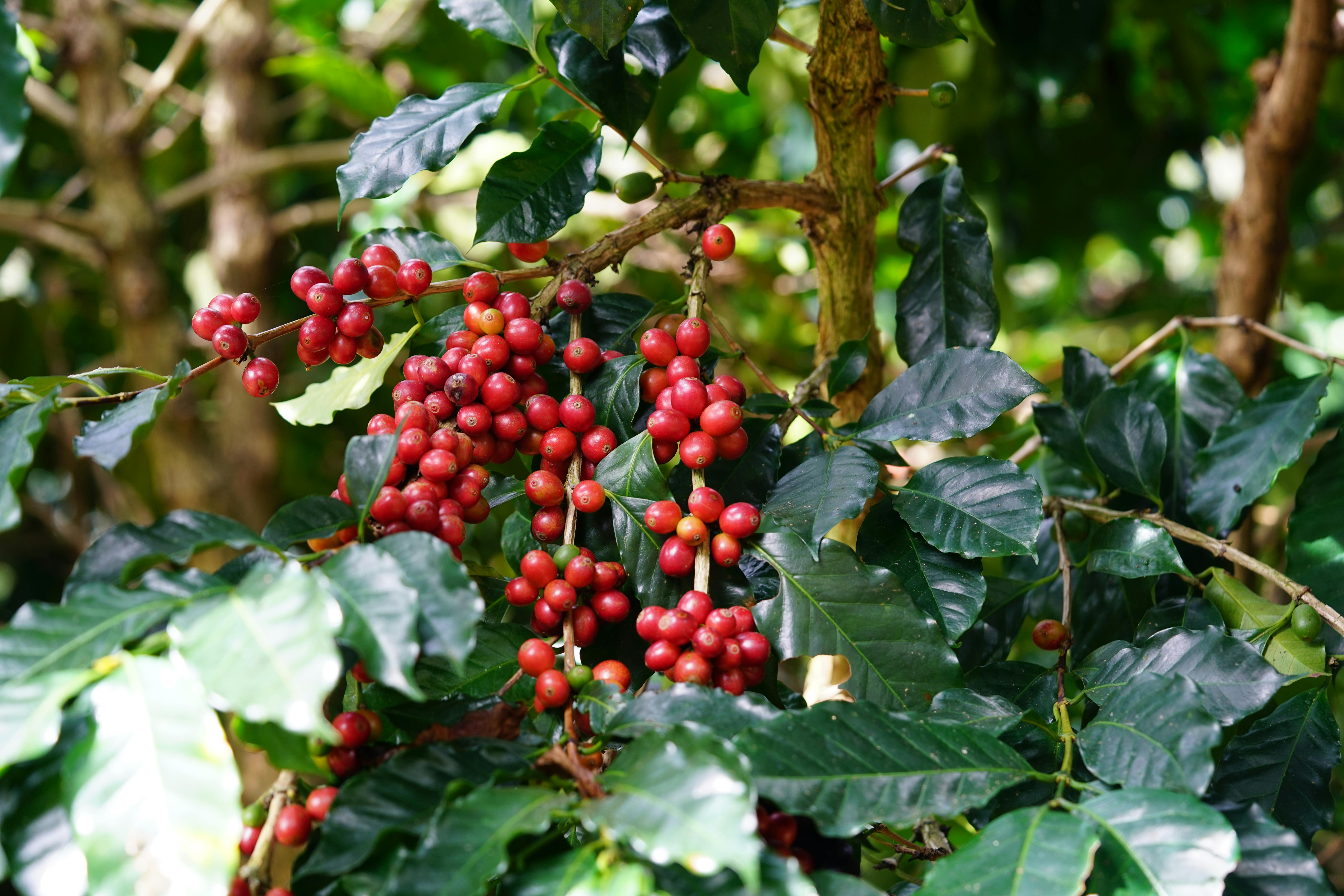 Arabica Coffee Export India