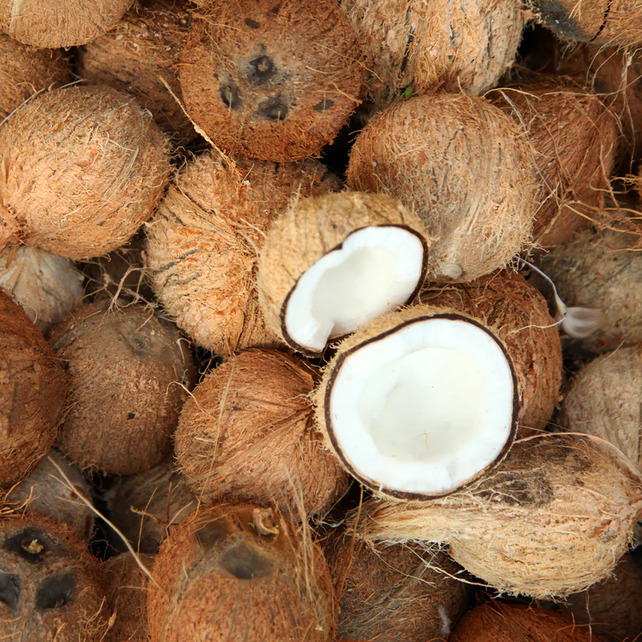 Coconut Export India